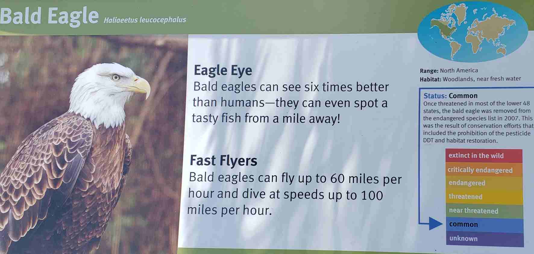 2020-07-30 Eagle.jpg